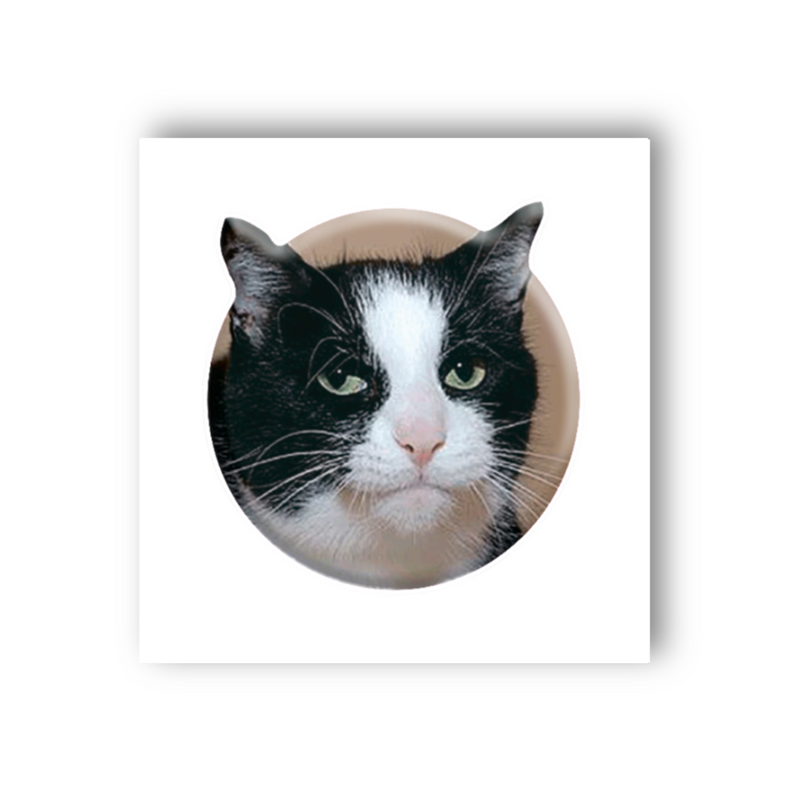 Временное 3D-стикер "Мем эмоциональный кот"