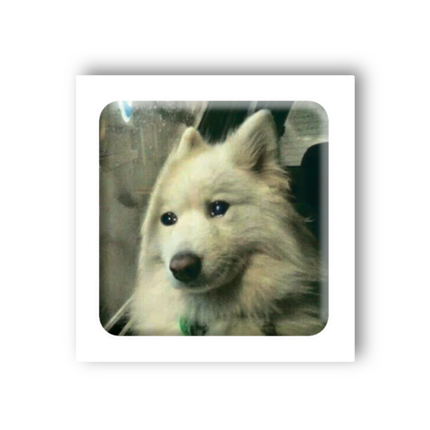 Временное 3D-стикер "Мем грустный собака"