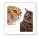 3D-стикер "Коты мемы"