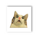 3D-стікер "Мем здивований котик"